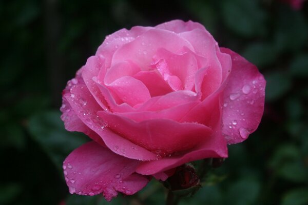 A delicate rose with shades of pink strewn with dew