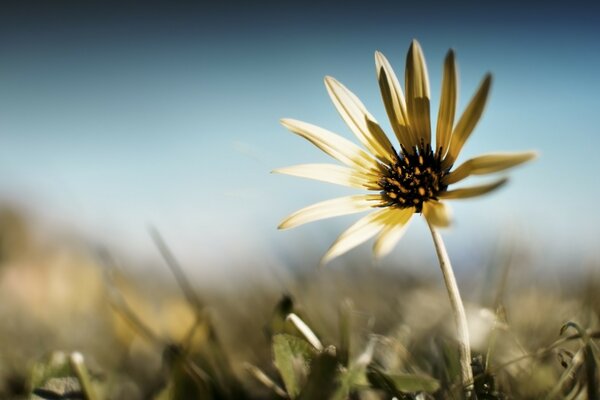 Offene blasse Blume auf dem Feld