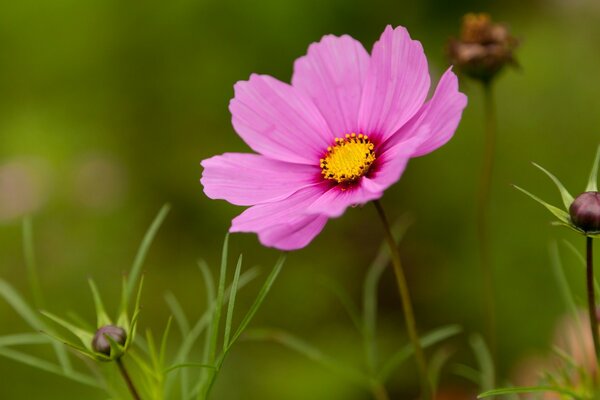 Flor rosa del Prado del verano