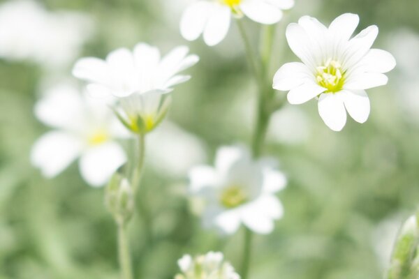 Süße und aufrichtige weiße Gänseblümchen