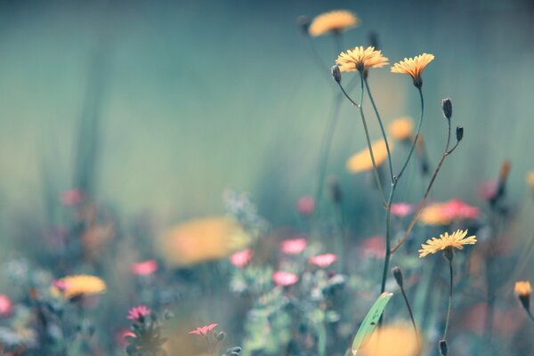 Wildflowers at dawn