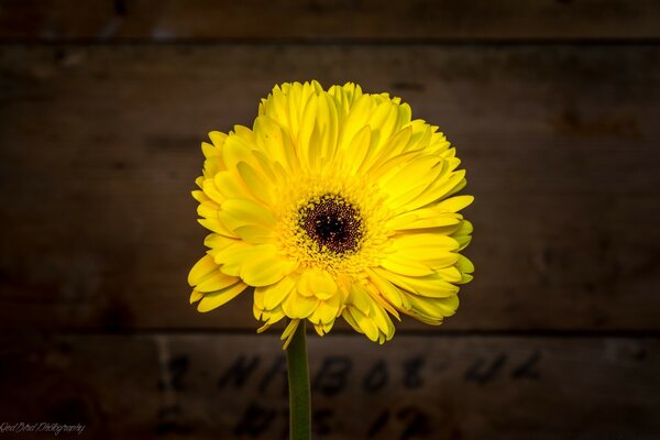 Flor amarela em um fundo escuro