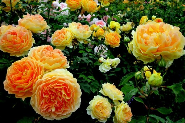 Delicate pink yellow bouquets