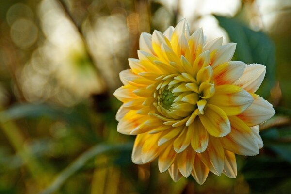 Bel fiore giallo bianco