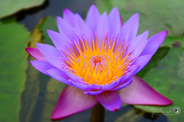 Lotosblume. Foto von Seerosen auf dem Wasser