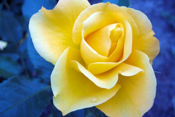 Yellow rose petals give tenderness