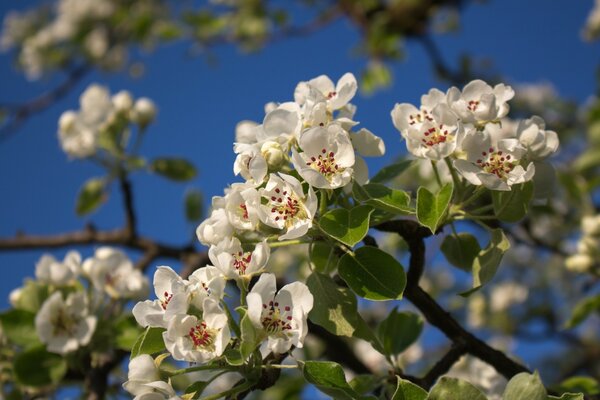 Blühender Baum am blauen Himmel