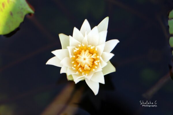 Vista de una flor inusual desde arriba