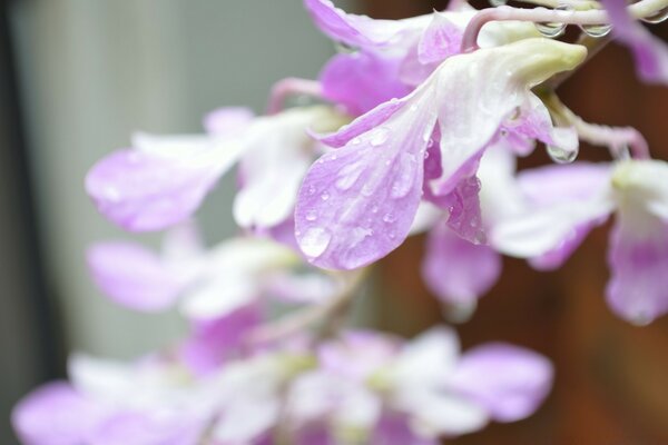 Fleur. Rosée. Nature. Plantes