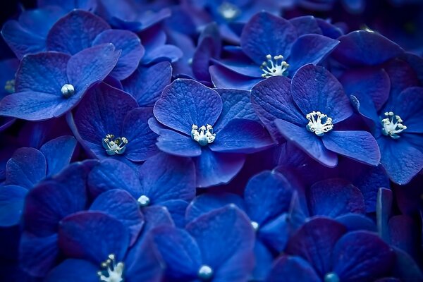 Bright blue flowers. Beautiful nature