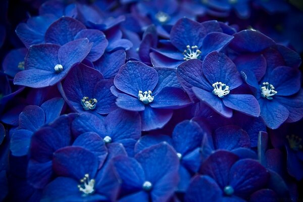 Fleurs bleues. Bouquet. Art