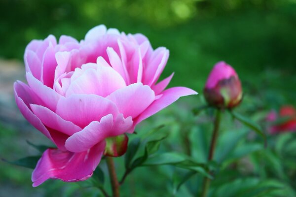 Floreciente peonía rosa con un brote sobre un fondo verde