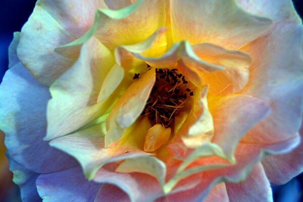 Photo de bourgeon de fleur blanche pour le bureau