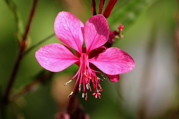 Zarte rosa Fuchsieblume