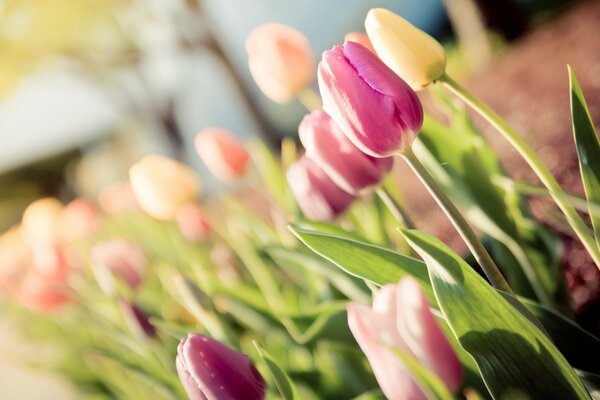 Tulipes. Parterre. Flou. Fleur