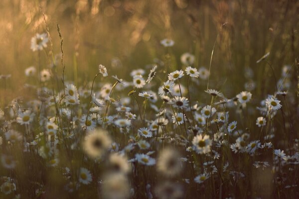 Blurred daisies. Field. Nature