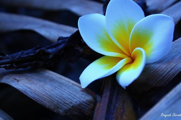 Fleur jaune et blanche. Beauté. Nature