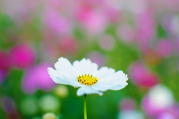 Flower. A field of colors. Blurring