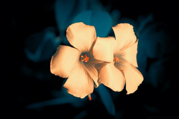 Flores amarillas sobre un fondo oscuro