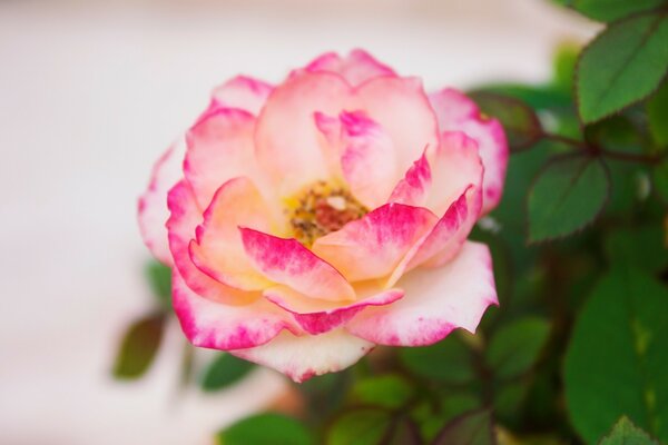 Pétalos de Rosa blancos con puntas Rosadas y follaje verde