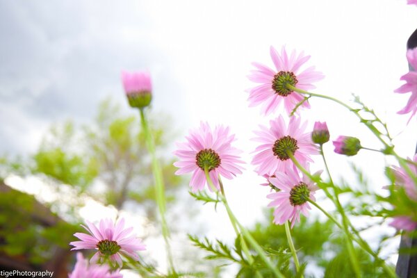 Pink wildflowers against the sky