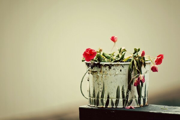 Eimer mit Blumen auf weißem Hintergrund