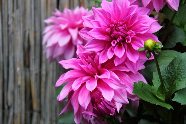 花的照片。 明亮的粉红色芽
