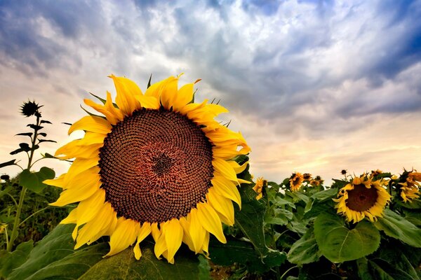 Champ de tournesols sur fond de ciel avec des nuages