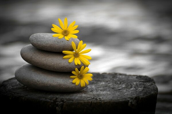 Three yellow flowers lie on three flat stones