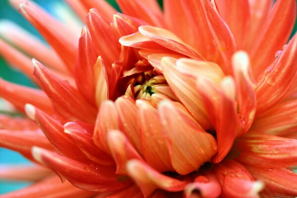 A bright red-orange flower blooms its petals