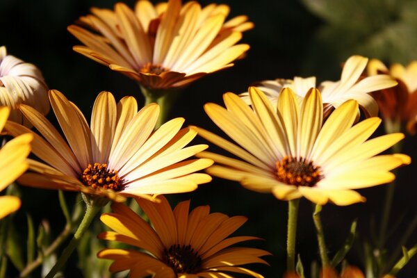 Natur in Blumen, schöne Fotos