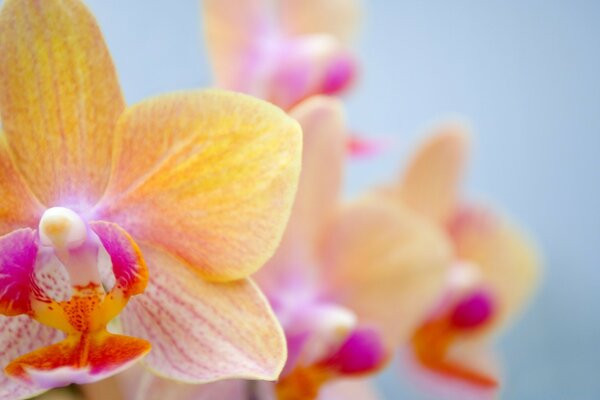 Orquídea. Flores tropicais. Flora