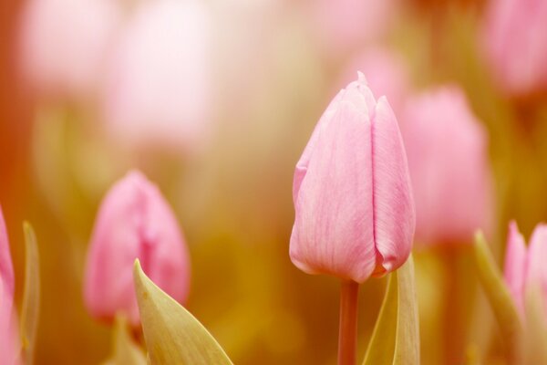 Rosa Tulpen. Blumenfeld bei Sonnenuntergang