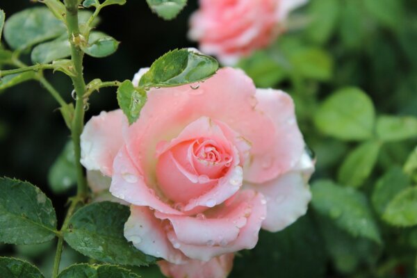 Naturaleza. Flor. Rosa rosa