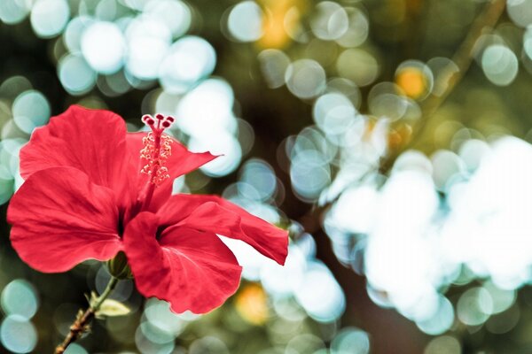 Lila Hibiskus. Chinesische Rose