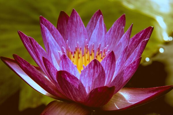 Beautiful purple flower close-up