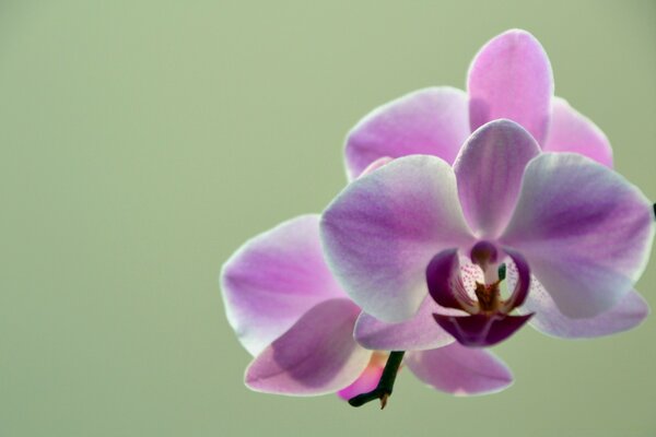 Flowers on a light background. Desktop Screensavers