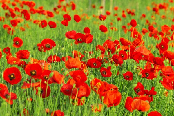 Coquelicots rouges. Fleur. Nature