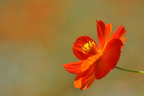 Flower close-up on a blurry background