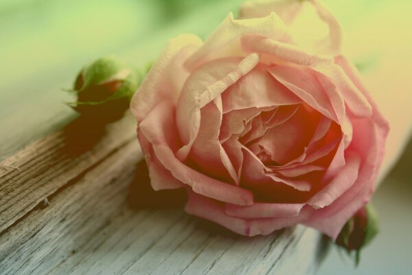 Delicate pink peony bud