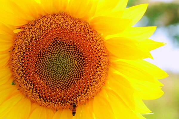 A young sunflower with a bee. Summer and nature