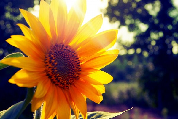 Bild einer Blume bei Sonnenaufgang