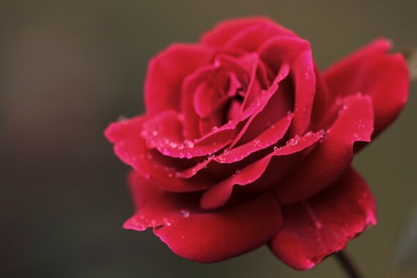 Rosa rossa fiore della passione