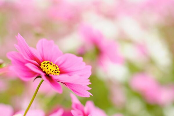 Schöne rosa Blume auf verschwommenem Hintergrund