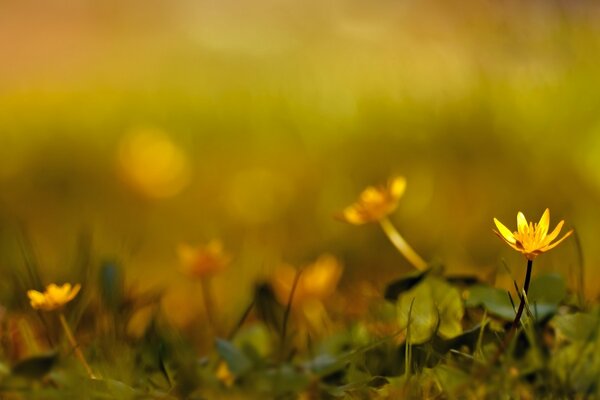 Autumn morning in the forest