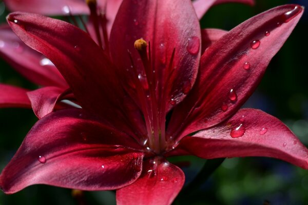 Fiore di giglio, daylily rosso