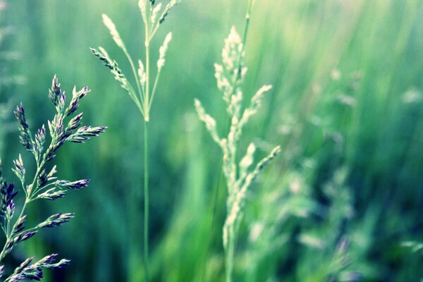 Gras Nahaufnahme. Die Natur. Flora