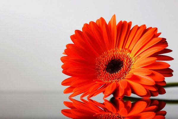 Planta perenne de gerbera hermosa y brillante