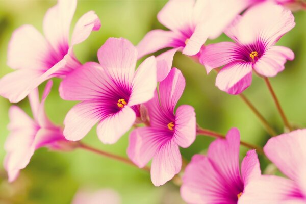 Delicate pink flowers with a bright center on a green background