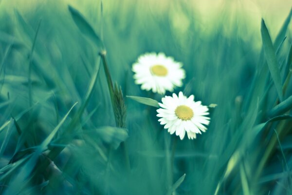 Daisies in the lush summer grass